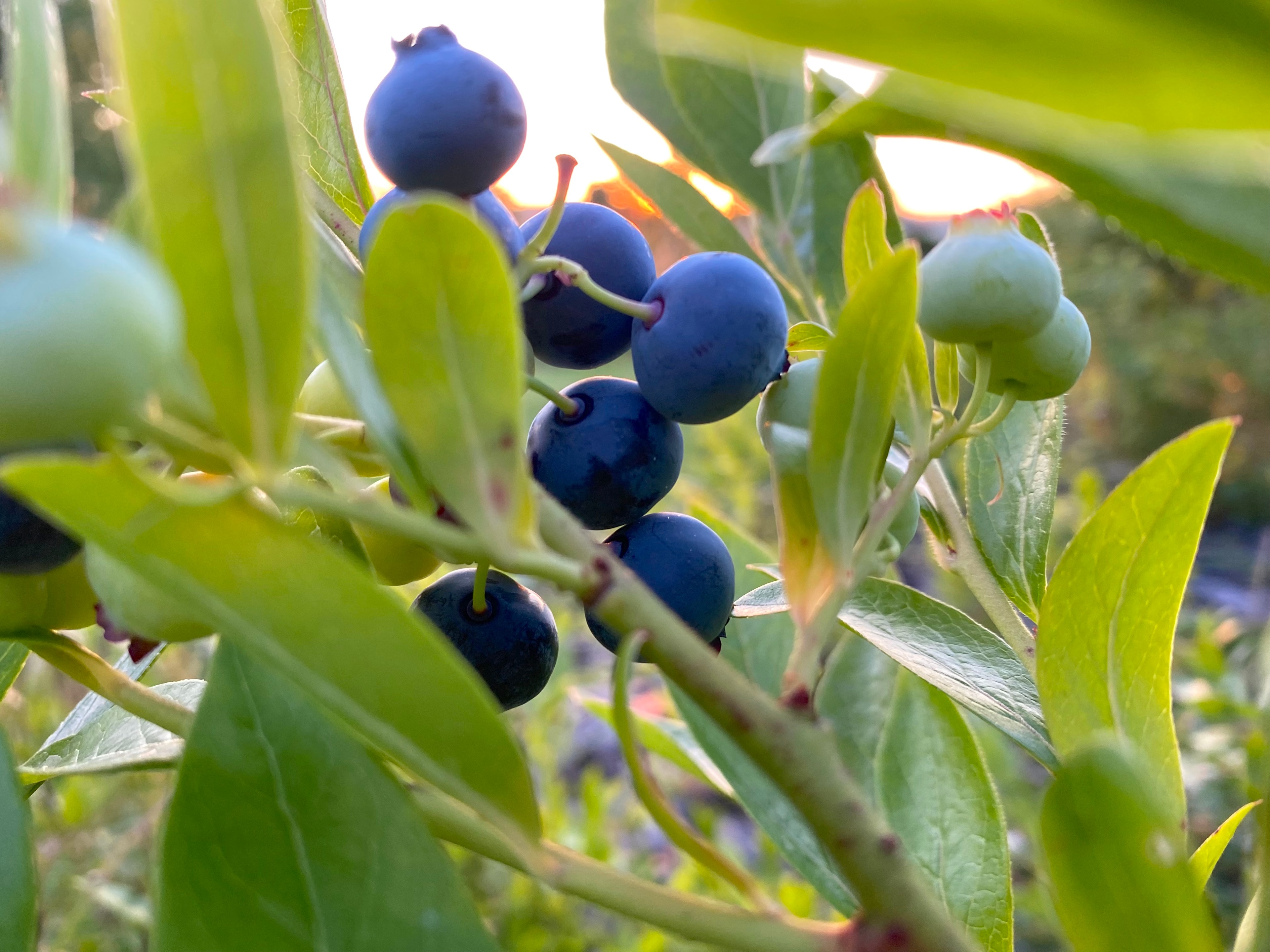 Jardin 3