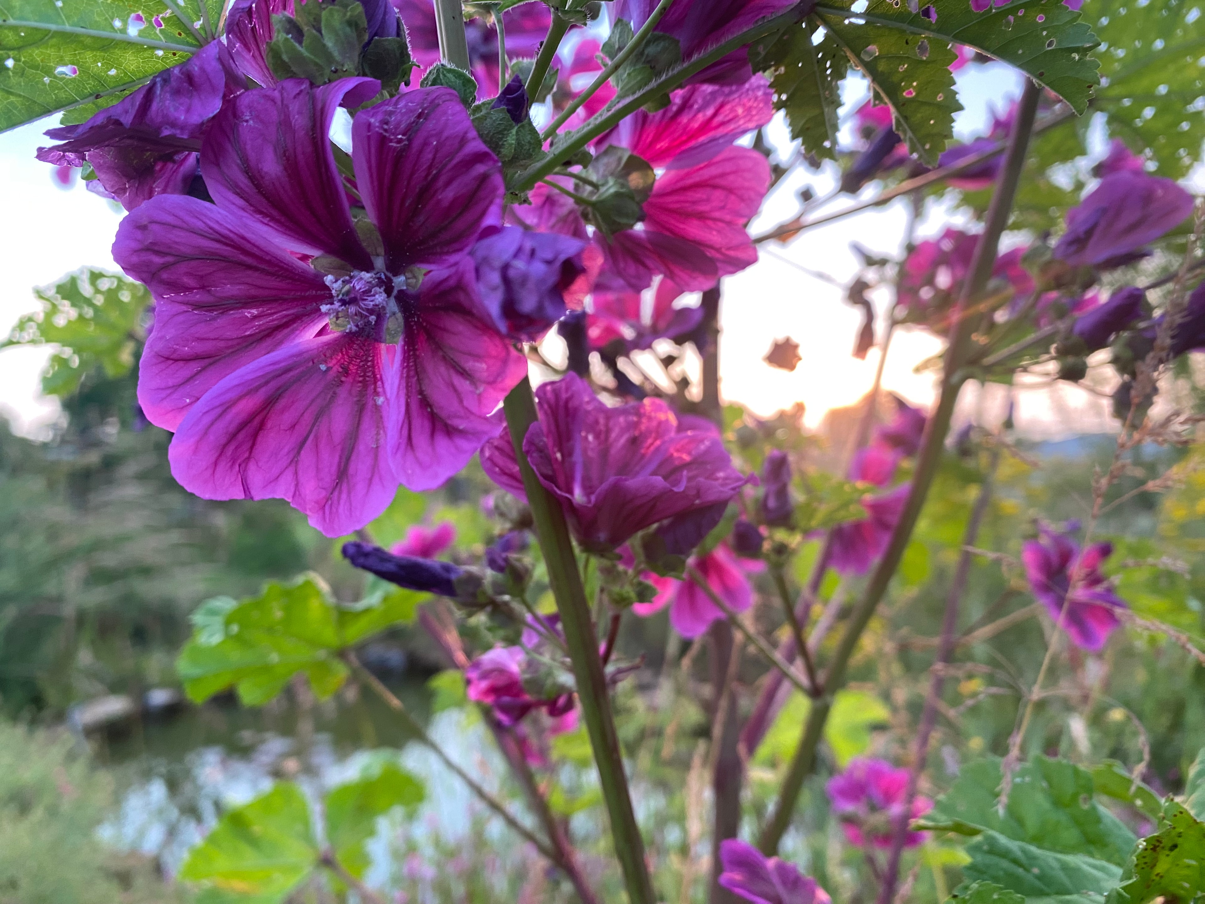 Jardin 4
