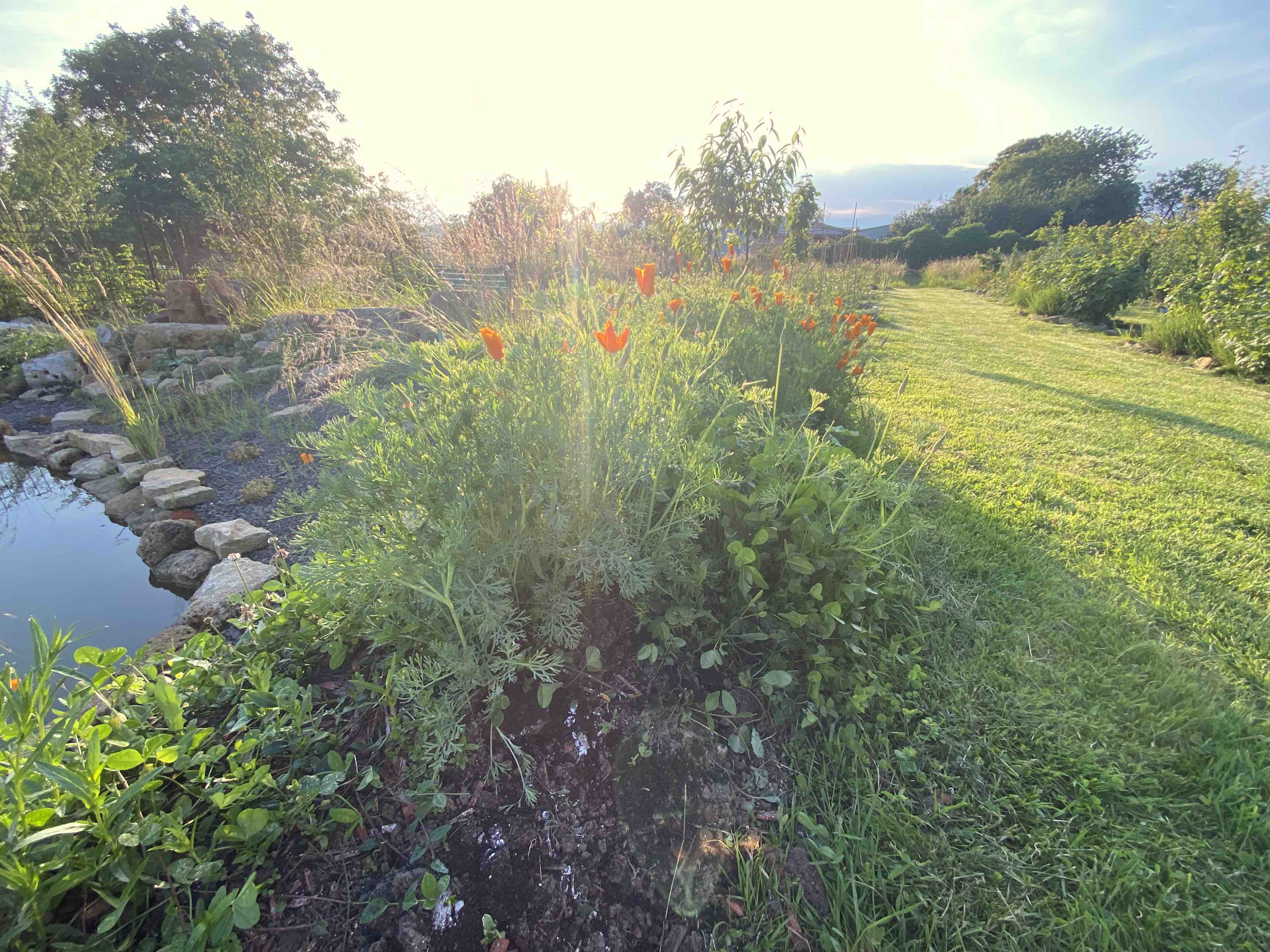 Jardin 7